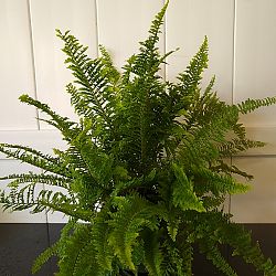 Nephrolepis exaltata ‘Fluffy Ruffles’, Fern | PlantVine