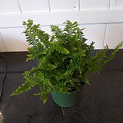 Nephrolepis exaltata ‘Fluffy Ruffles’, Fern | PlantVine