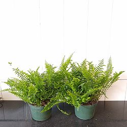 Nephrolepis exaltata ‘Fluffy Ruffles’, Fern | PlantVine