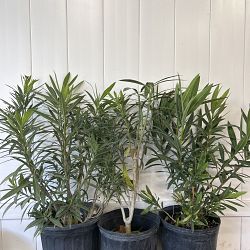 Oleander 'Calypso' Oleander 'Calypso'