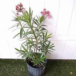 Oleander 'Calypso' Oleander 'Calypso'