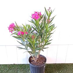 Oleander 'Calypso' Oleander 'Calypso'