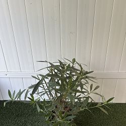 Oleander 'Calypso' Oleander 'Calypso'