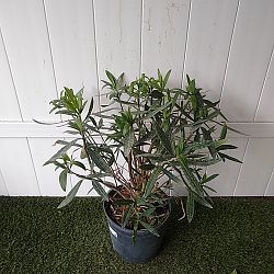 Oleander 'Calypso' Oleander 'Calypso'