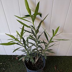 Oleander 'Calypso' Oleander 'Calypso'