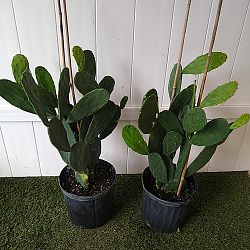 Prickly Pear Cactus Prickly Pear Cactus