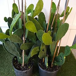 Prickly Pear Cactus Prickly Pear Cactus