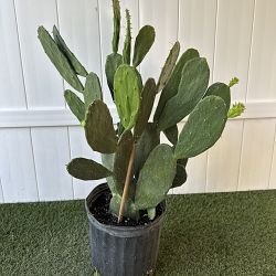 Prickly Pear Cactus Prickly Pear Cactus