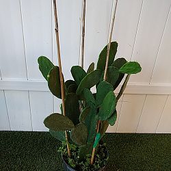 Prickly Pear Cactus Prickly Pear Cactus