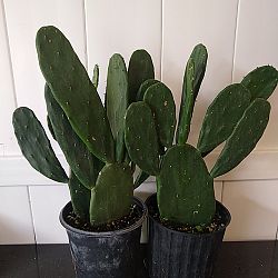 Prickly Pear Cactus Prickly Pear Cactus