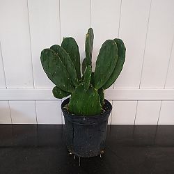 Prickly Pear Cactus Prickly Pear Cactus