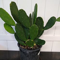 Prickly Pear Cactus Prickly Pear Cactus