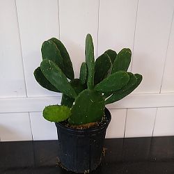 Prickly Pear Cactus Prickly Pear Cactus