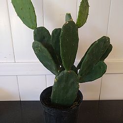 Prickly Pear Cactus Prickly Pear Cactus