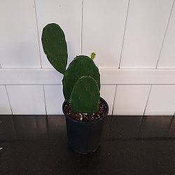 Prickly Pear Cactus Prickly Pear Cactus