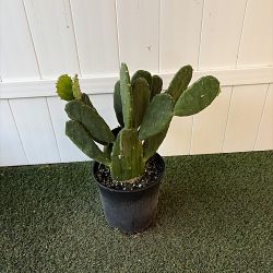 Prickly Pear Cactus Prickly Pear Cactus