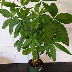 Braided Money Tree Braided Money Tree