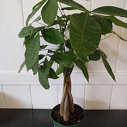 Braided Money Tree Braided Money Tree