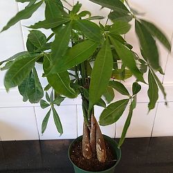 Braided Money Tree Braided Money Tree