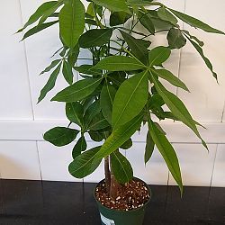 Braided Money Tree Braided Money Tree