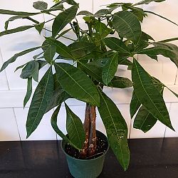 Braided Money Tree Braided Money Tree