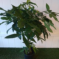 Braided Money Tree Braided Money Tree
