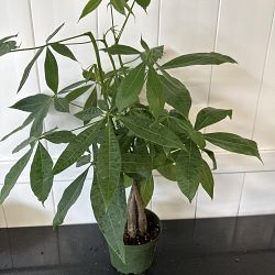 Braided Money Tree Braided Money Tree