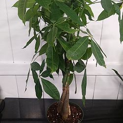 Braided Money Tree Braided Money Tree