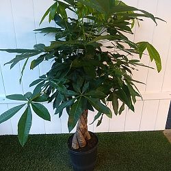 Braided Money Tree Braided Money Tree