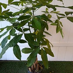 Braided Money Tree Braided Money Tree