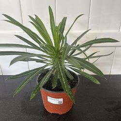 Madagascar Palm Madagascar Palm