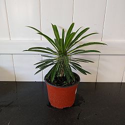 Madagascar Palm Madagascar Palm