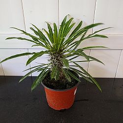 Madagascar Palm Madagascar Palm