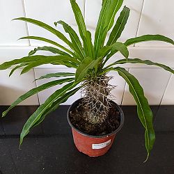 Madagascar Palm Madagascar Palm