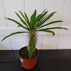 Madagascar Palm Madagascar Palm