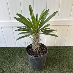 Madagascar Palm Madagascar Palm