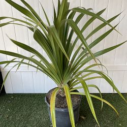 Pandanus utilis, Screw Pine Pandanus utilis, Screw Pine