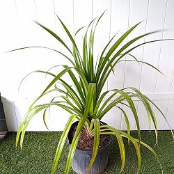 Pandanus utilis, Screw Pine Pandanus utilis, Screw Pine