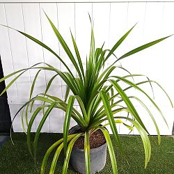 Pandanus utilis, Screw Pine Pandanus utilis, Screw Pine