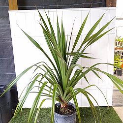 Pandanus utilis, Screw Pine Pandanus utilis, Screw Pine