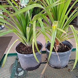 Pandanus utilis, Screw Pine Pandanus utilis, Screw Pine