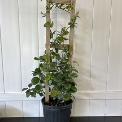 Wild Allamanda Wild Allamanda