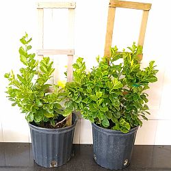 Wild Allamanda Wild Allamanda