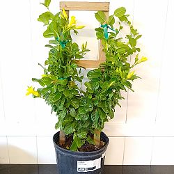 Wild Allamanda Wild Allamanda