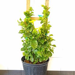 Wild Allamanda Wild Allamanda