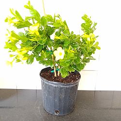 Wild Allamanda Wild Allamanda