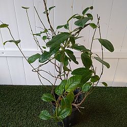 Wild Allamanda Wild Allamanda