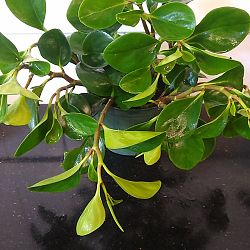 Baby Rubber Plant Baby Rubber Plant