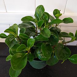 Baby Rubber Plant Baby Rubber Plant
