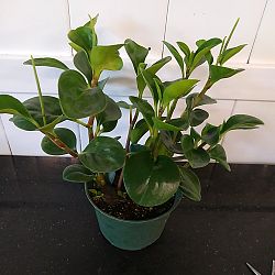 Baby Rubber Plant Baby Rubber Plant